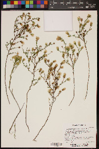 Brickellia microphylla var. scabra image