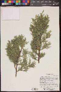 Juniperus deppeana image