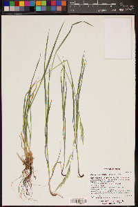 Bromus arizonicus image