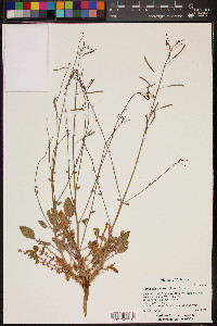 Camissonia walkeri image