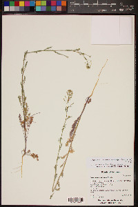 Descurainia pinnata subsp. ochroleuca image