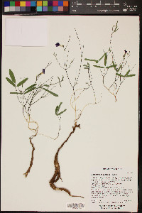 Cologania angustifolia image