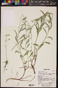 Solidago velutina image