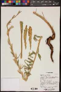 Oenothera longissima image