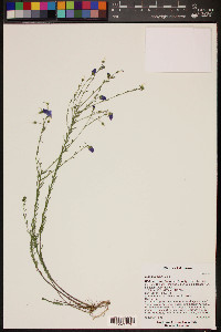 Linum lewisii image