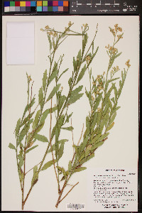 Baccharis salicifolia image