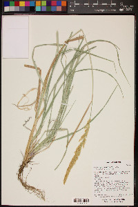 Calamagrostis stricta image