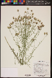 Brickellia eupatorioides image