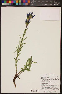 Gentiana affinis image