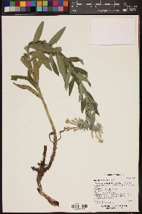 Lithospermum thuberi image