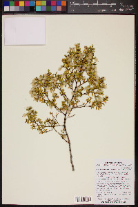 Larrea tridentata image