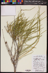 Ephedra fasciculata image