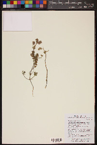 Phacelia affinis image