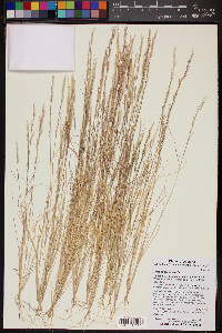 Aristida adscensionis image