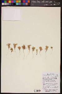 Chorizanthe rigida image