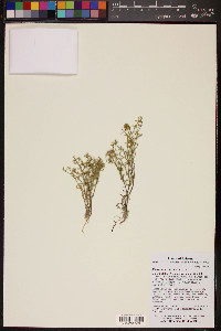 Chorizanthe brevicornu image