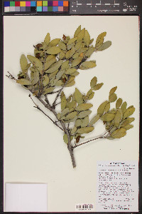 Simmondsia chinensis image