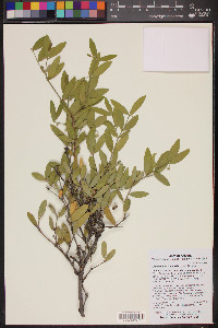 Simmondsia chinensis image