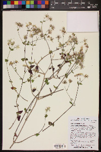 Brickellia coulteri image