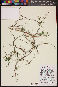 Cottsia gracilis image