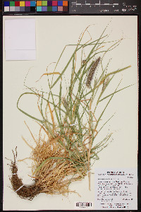 Pennisetum ciliare image