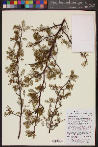 Bursera microphylla image