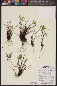 Notholaena standleyi image