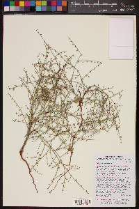 Eriogonum deflexum image