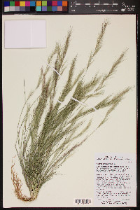 Aristida adscensionis image