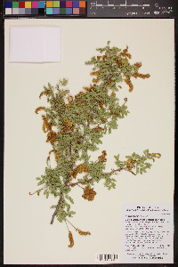 Acacia greggii image