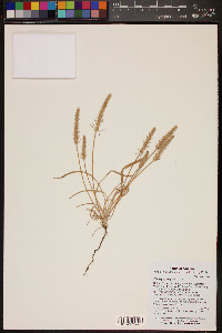 Plantago patagonica image