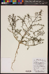 Salsola tragus image