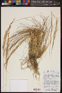 Aristida purpurea var. nealleyi image