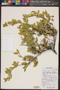 Simmondsia chinensis image