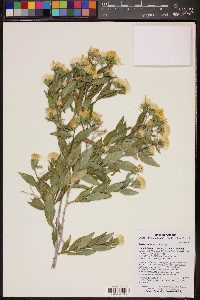 Trixis californica image