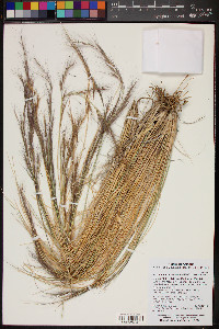 Aristida purpurea var. nealleyi image