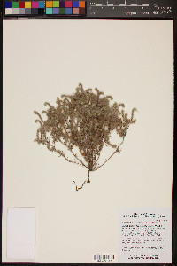 Johnstonella angustifolia image