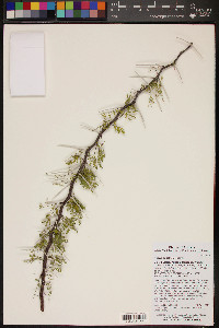 Acacia constricta image