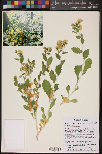 Mentzelia multiflora image