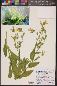 Nicotiana obtusifolia image