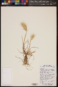 Bromus rubens image