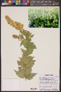 Ambrosia ilicifolia image