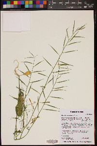 Brassica tournefortii image