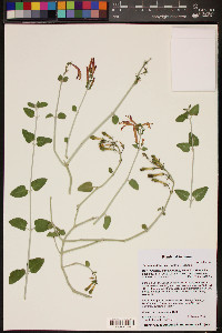 Justicia californica image