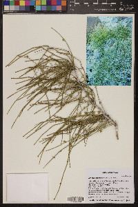 Ephedra aspera image