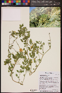 Physalis crassifolia image