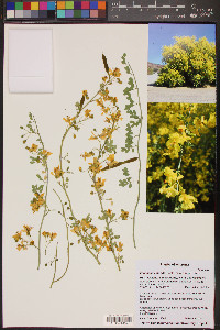 Parkinsonia florida image