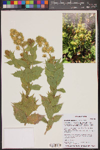 Ambrosia ilicifolia image