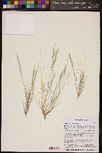 Aristida adscensionis image