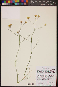 Bebbia juncea var. aspera image